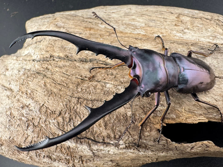 【美麗】《メタリフェルホソアカ亜種finae 77mm ペア》わたくわ氏ブリード個体