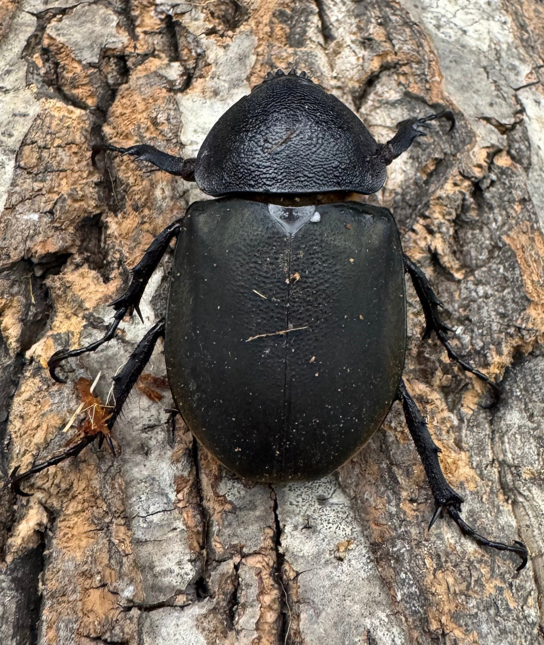 【WD】《ミンダナオアトラスオオカブト 95mm ペア》