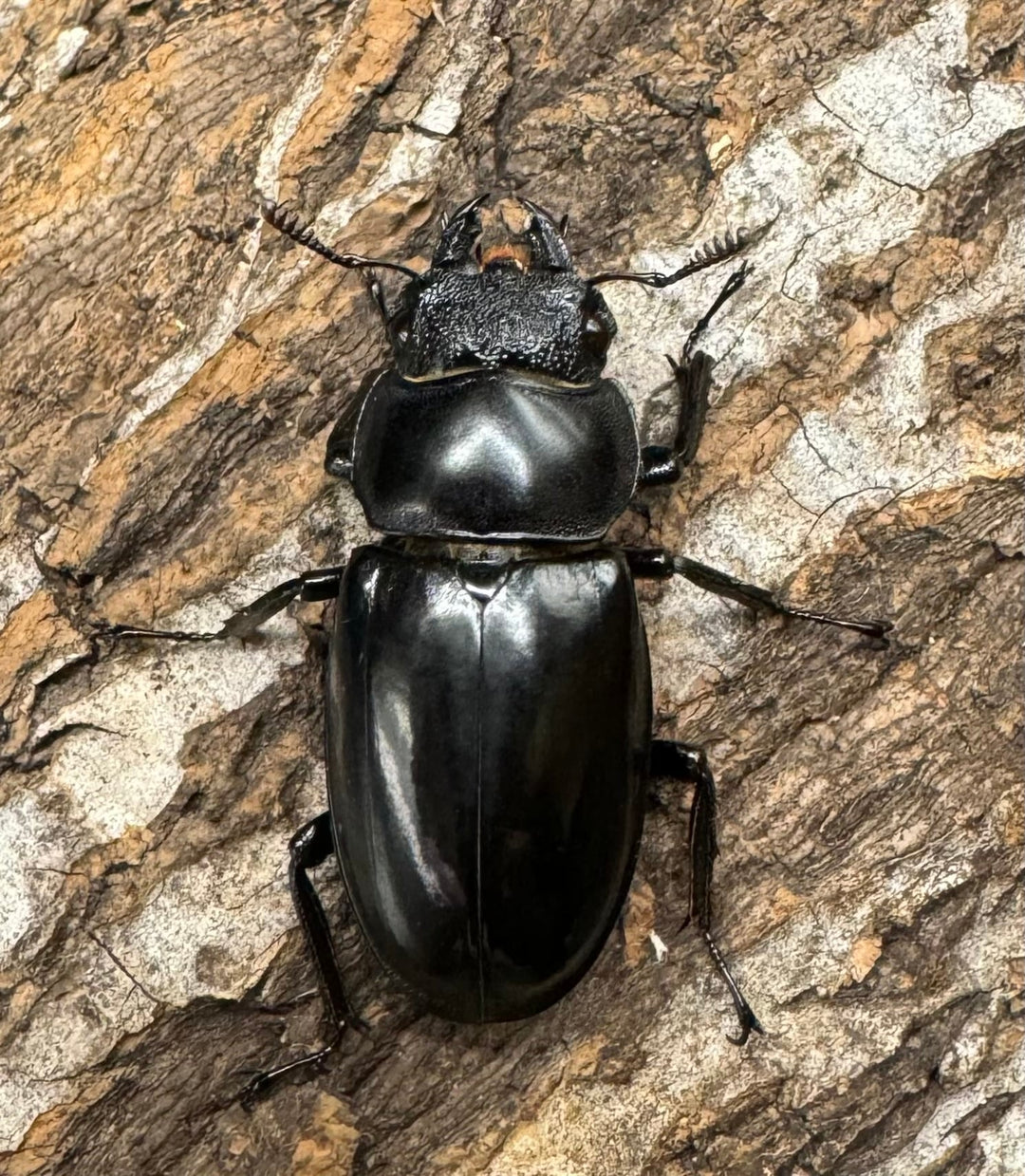 【WD】《ブケットフタマタ 71mm ペア》