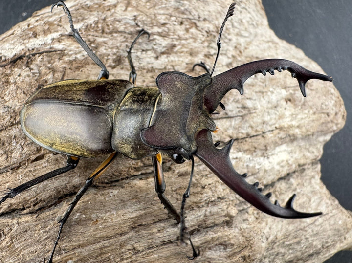 【WD】《ディボウスキーミヤマ原名亜種（チョウセンミヤマ） 遼寧省産 57mm ペア》