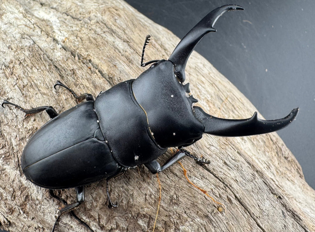 【WD】《ウンナンヒラタ(内歯消滅タイプ) 貴州省産 69mm ペア》