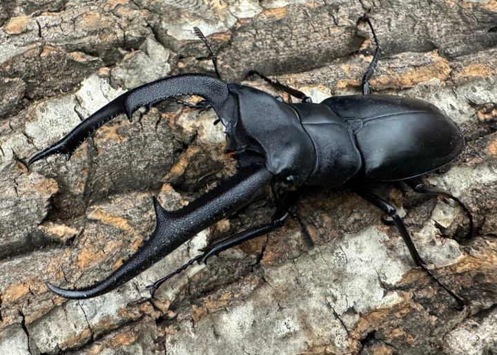 【WD】《マンディブラリスフタマタ 92.5mm ペア》