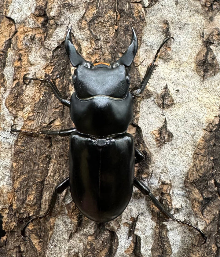 【WD】《ブラナウンコクワ 福貢県産 38mm ペア》