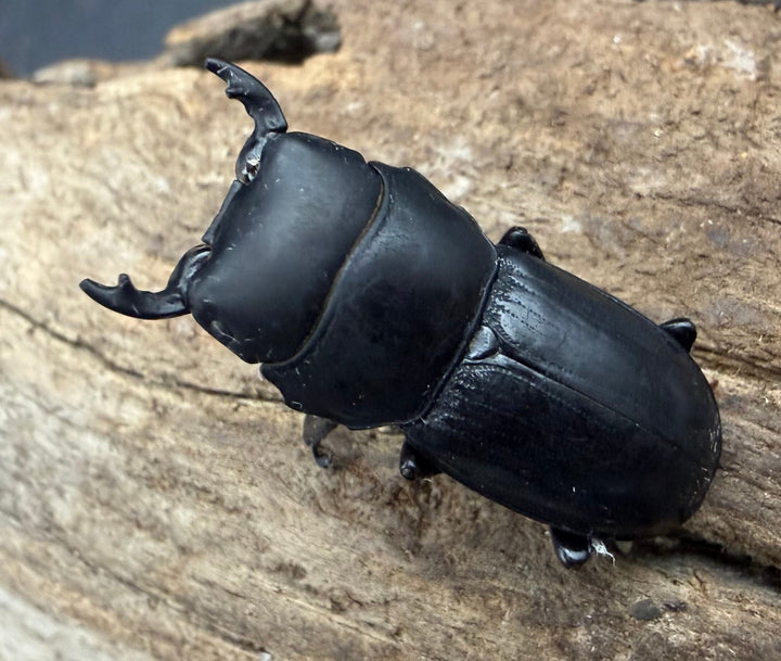 【WD】《ドルクス カツラ 広西壮族産 30mm ♂♀♀トリオ》