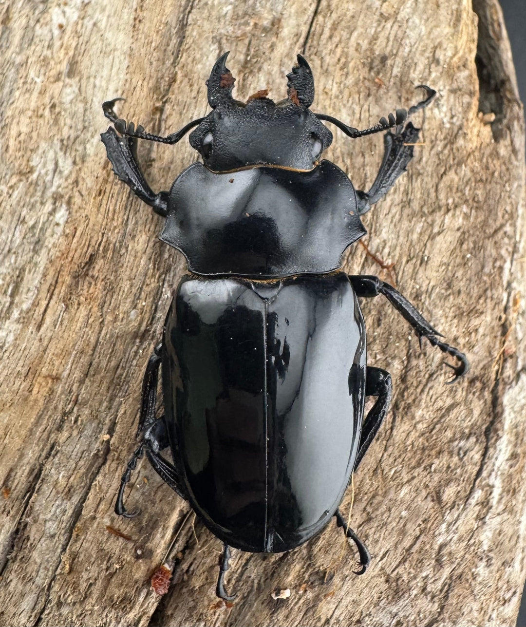 【WD】《ルディカツヤクワガタ 79mm ペア》