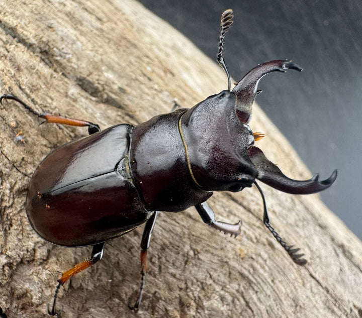 【WD】《イミタトールミヤマ（イミテーターミヤマ） 39.5mm ペア》