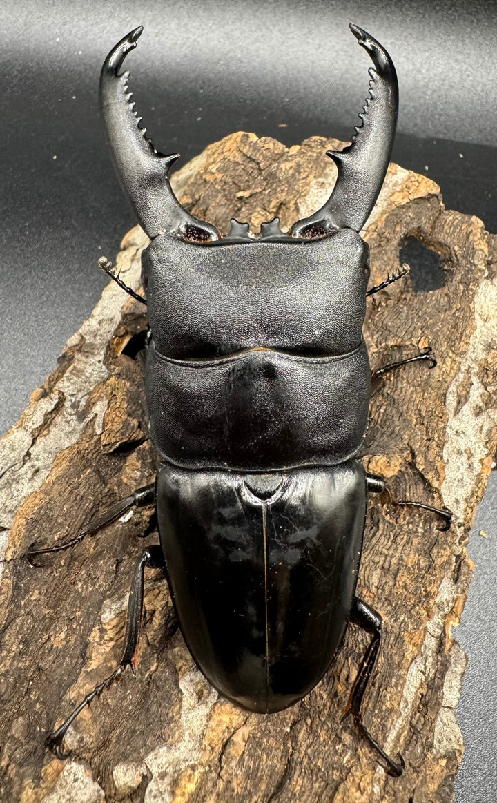 【WD】大型《ミンダナオヒラタ 91.5mmUP ペア》