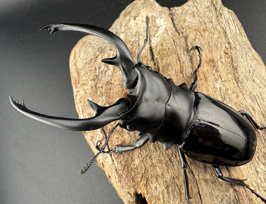 【WD】《インターメディアツヤクワガタ ネグロス島産 96mm ペア》