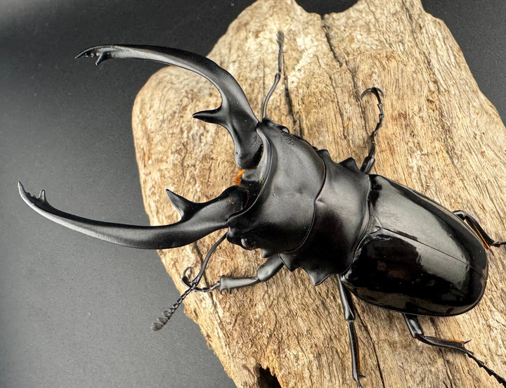 【WD】《インターメディアツヤクワガタ ネグロス島産 96mm ペア》