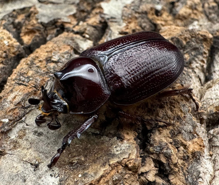 《バラタスサスマタサイカブト Free ペア》②