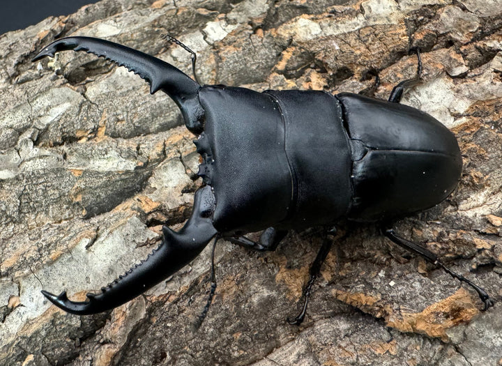 【WD】良型《パラワンオオヒラタクワガタ 95mm ペア》