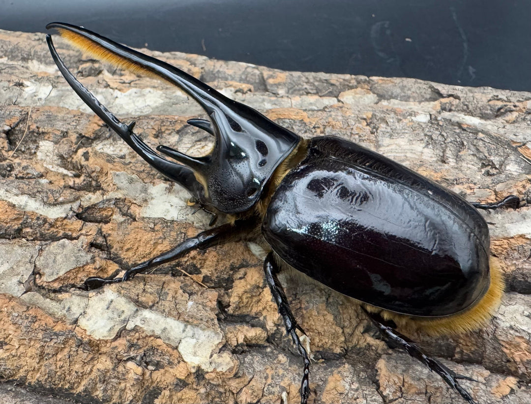 《ネプチューンオオカブト 117mm ペア》