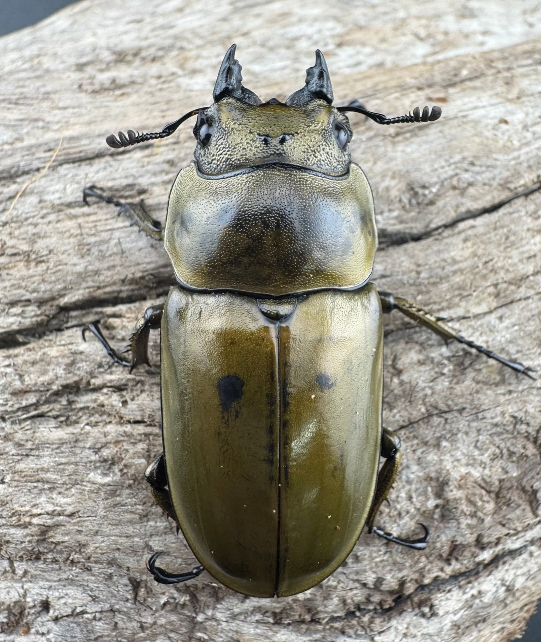 【F0】《ローゼンベルグオウゴンオニクワガタ 43mm ♀単》