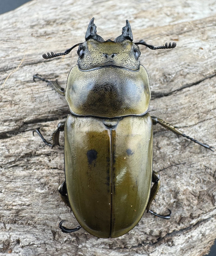 【F0】《ローゼンベルグオウゴンオニクワガタ 43mm ♀単》