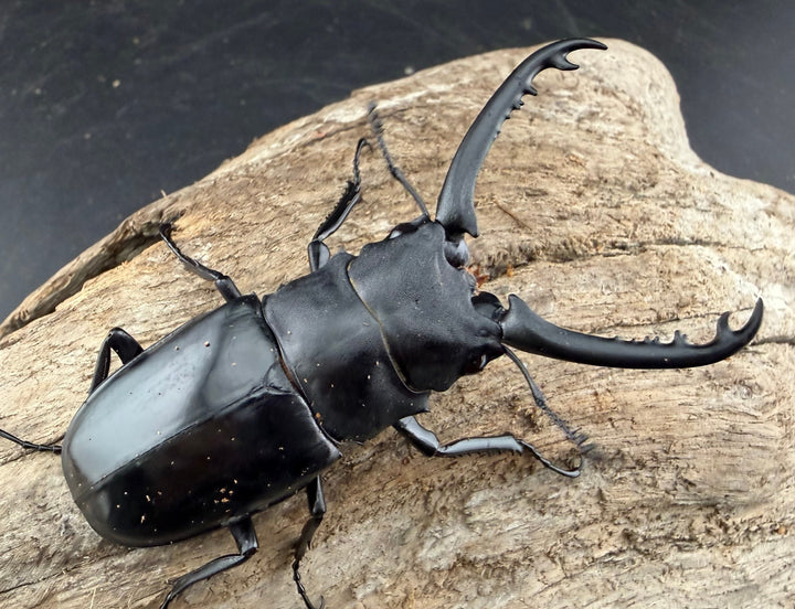 【WD】《 ギラファノコギリ亜種ボロブドゥール 71.5mm ペア》