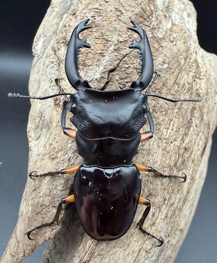 【WD】《インペリアリスツヤ亜種komorii トゥルスマリア産 65.5mm ペア》