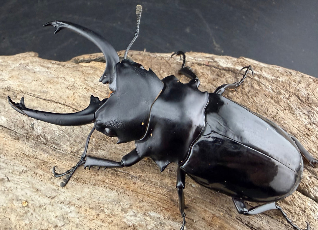 【WD】《ダールマンツヤクワガタ亜種セレベンシス 82mm ペア》