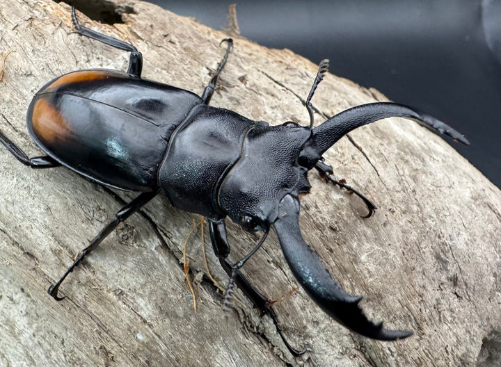 【WD】《セアカフタマタ（パリーフタマタ） 57mm ペア》