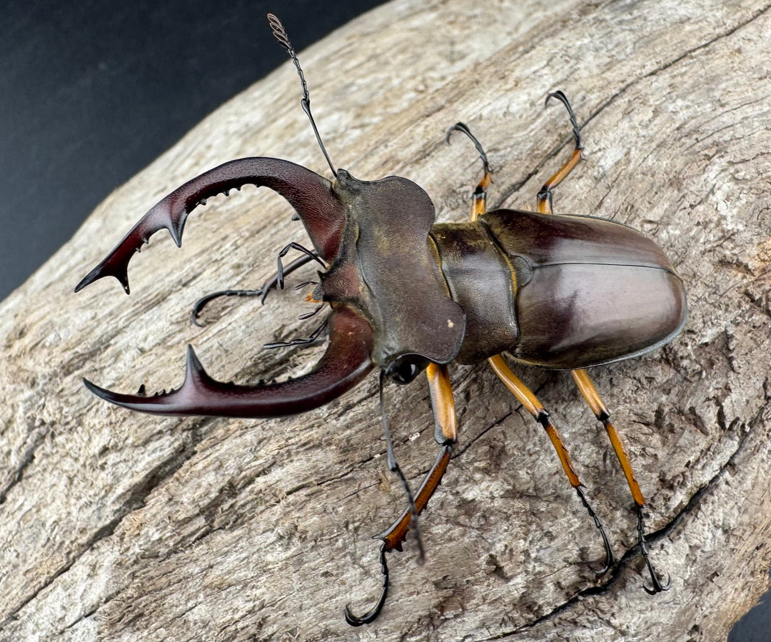 【WD】《フェアメイルミヤマ 雅安市産 55mm ペア》