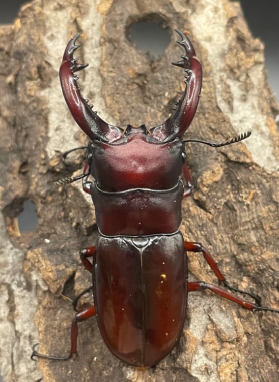 《フォルスターフタマタクワガタ亜種ニシ 幼虫3頭セット》
