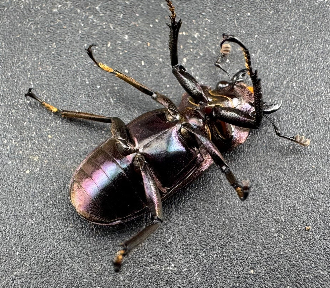 【美麗】《メタリフェルホソアカ亜種finae 78mm ペア》わたくわ氏ブリード個体