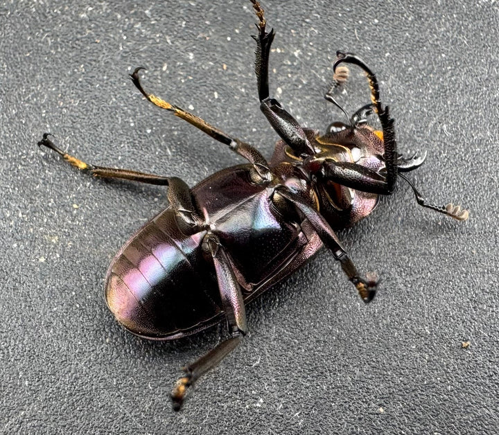 【美麗】《メタリフェルホソアカ亜種finae 78mm ペア》わたくわ氏ブリード個体