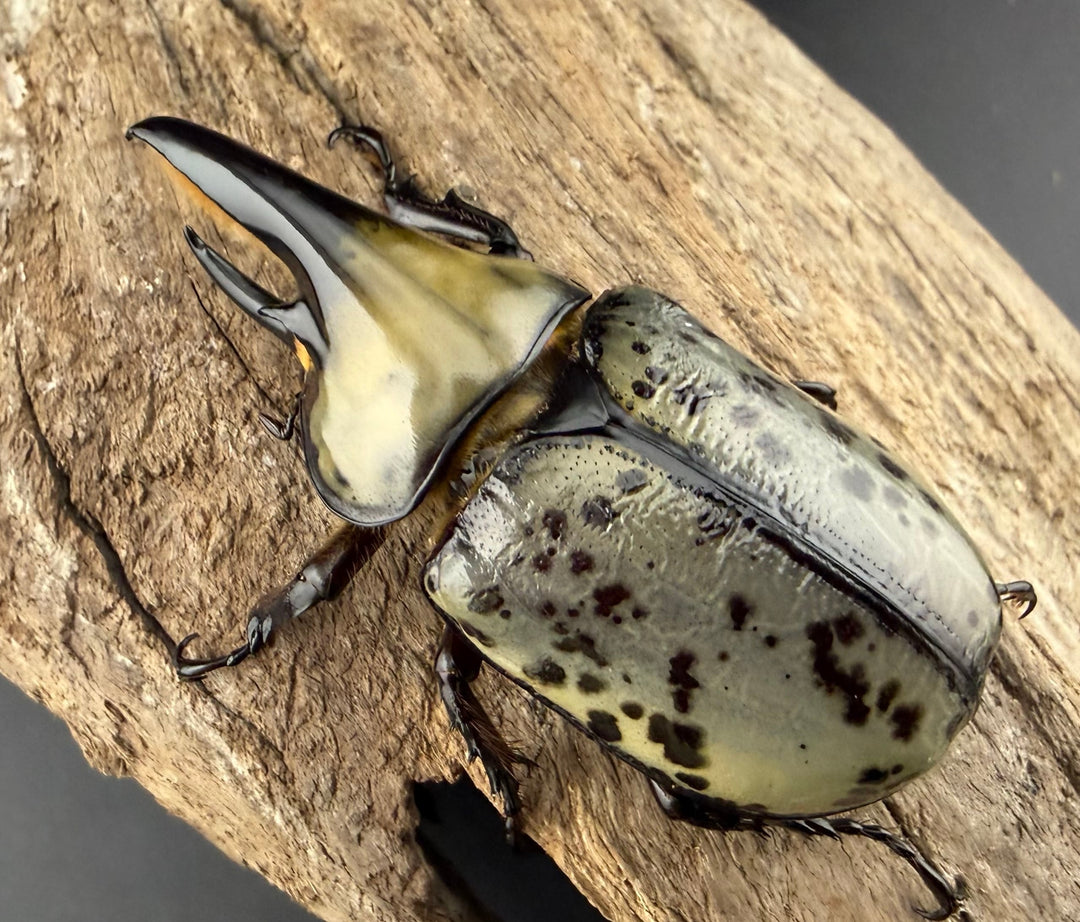 《ティティウスシロカブト 60.5mm ペア》