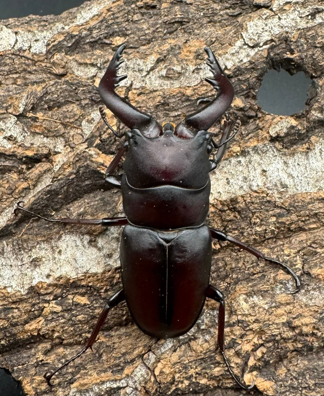 【WF1】《本土ノコギリクワガタ 滋賀産 ペア》