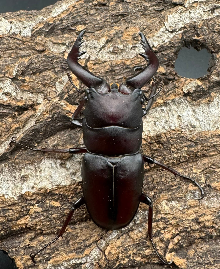 【WF1】《本土ノコギリクワガタ 滋賀産 ペア》