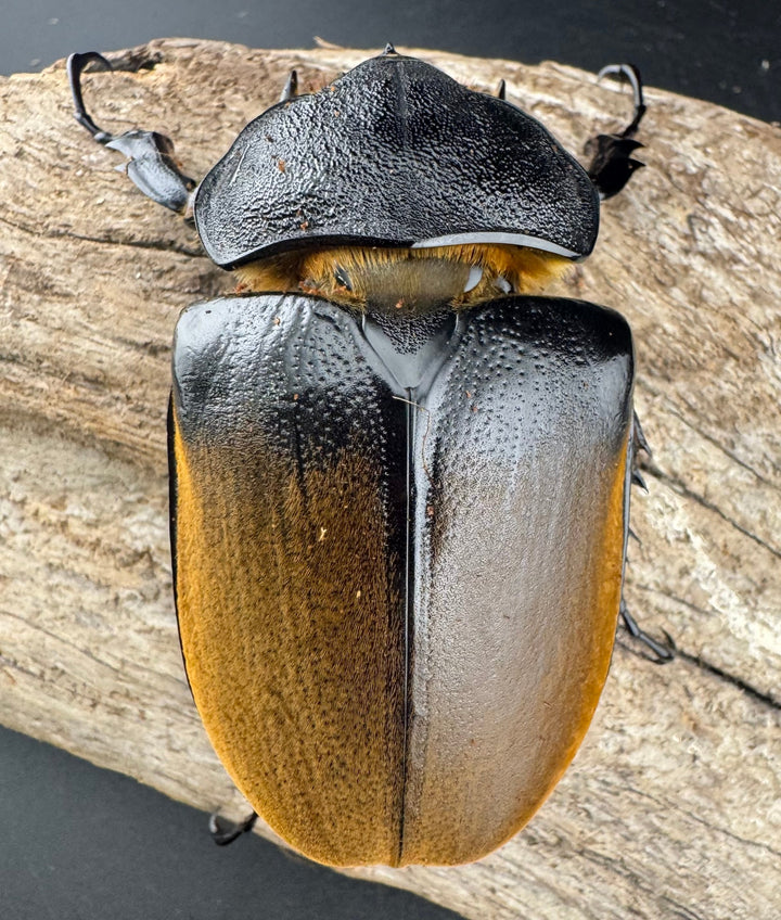 《エレファスゾウカブト 117mm ペア》