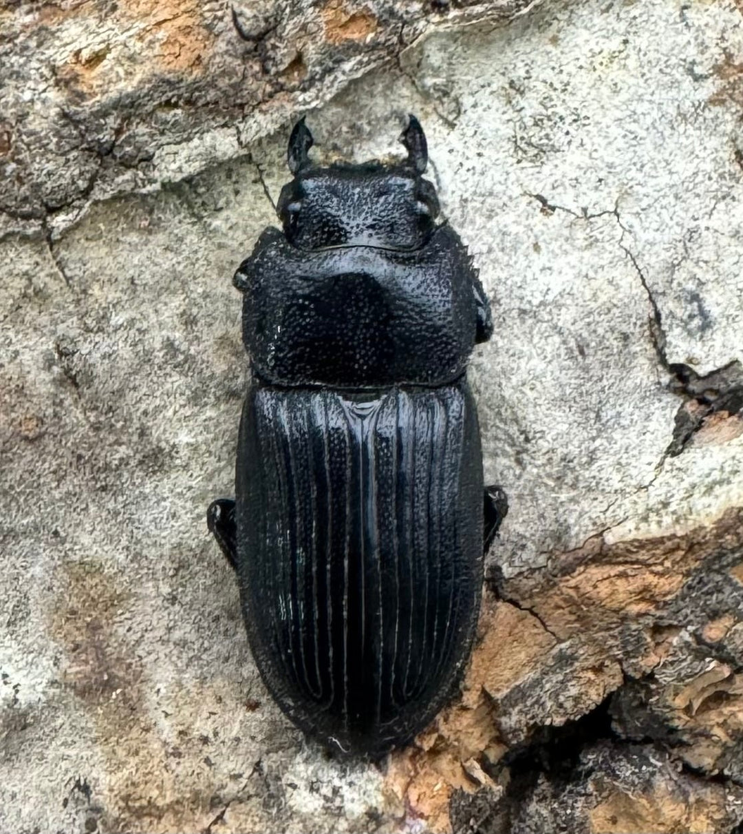 【F0】《カントンネブト Free A'品ペア》