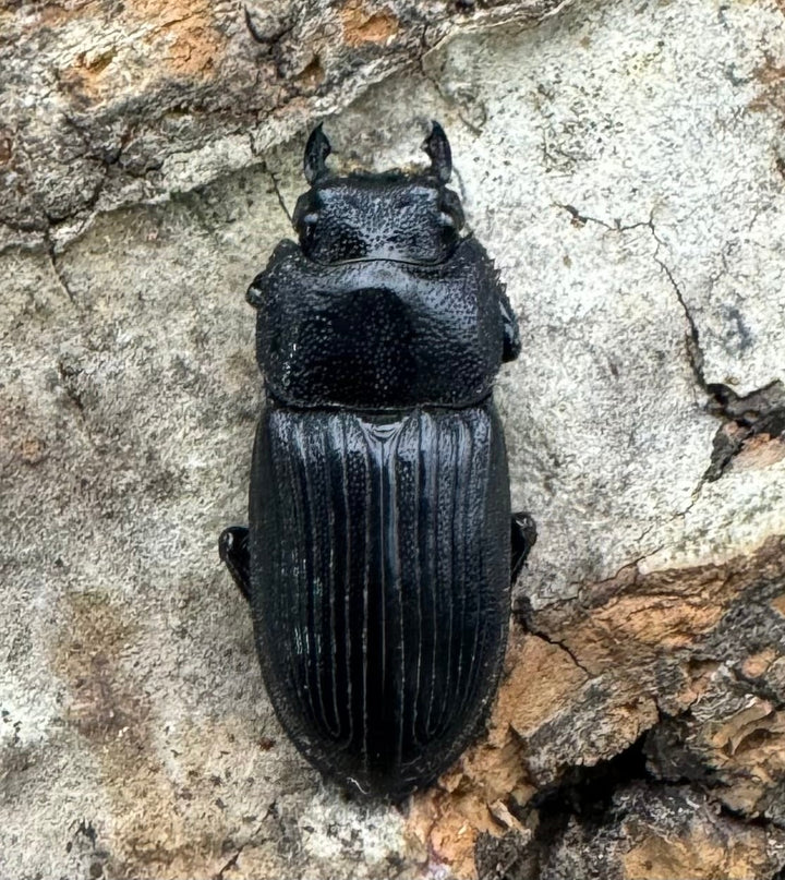 【F0】《カントンネブト Free A'品ペア》