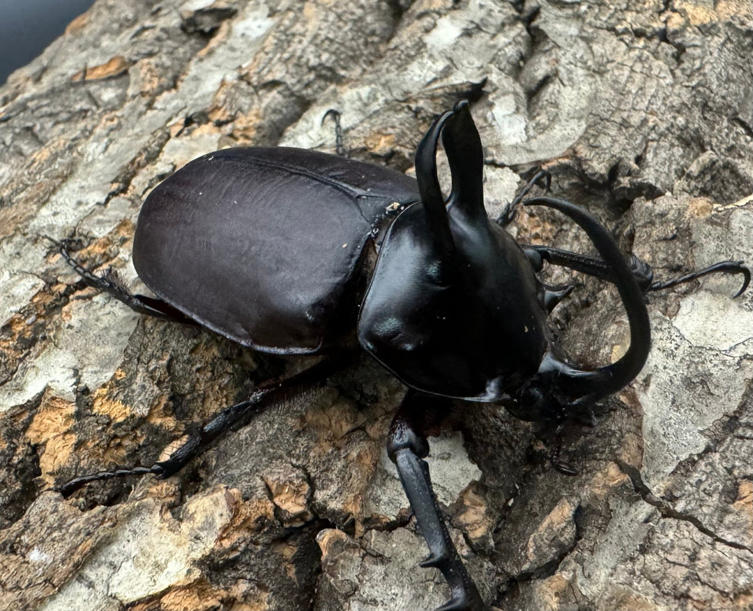 【WD】《ビルマニクス ゴホンツノ 58.5mm ペア》