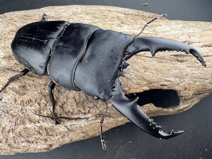 【WD】《ミンダナオヒラタ マラグサン産 90mm ペア》