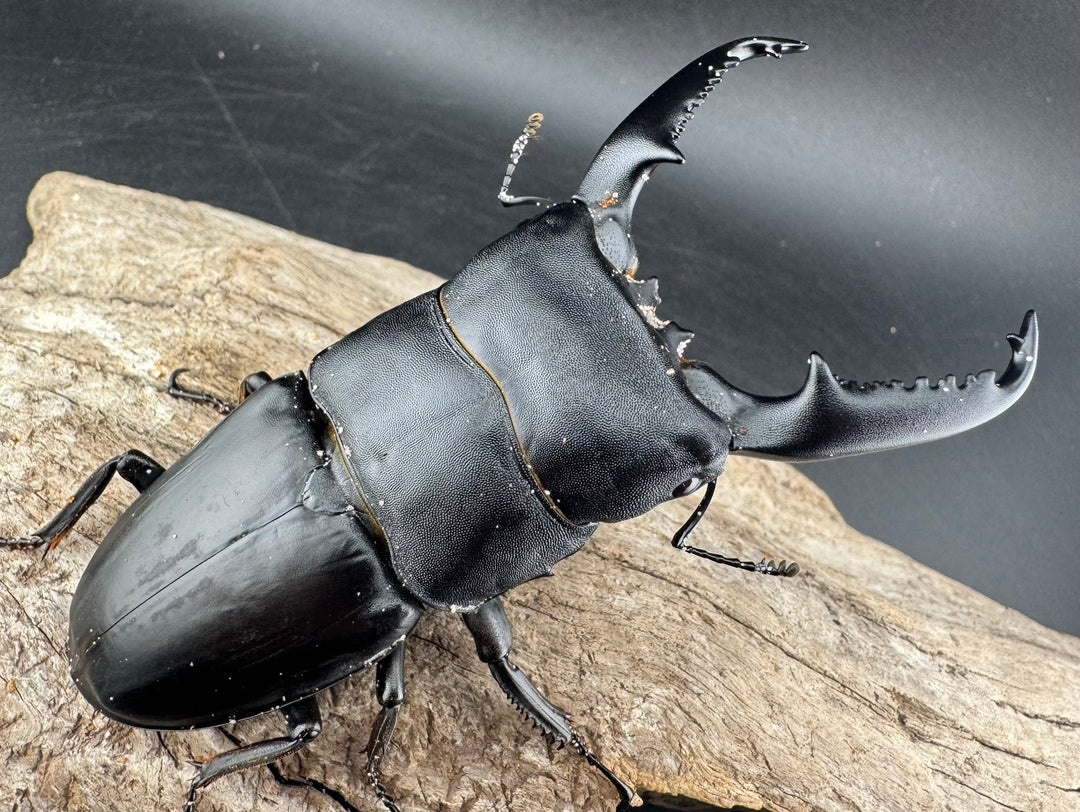 【WD】《パラワンオオヒラタ バタラザ産 98.5mm ペア》