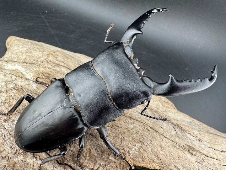 【WD】《パラワンオオヒラタ バタラザ産 98.5mm ペア》