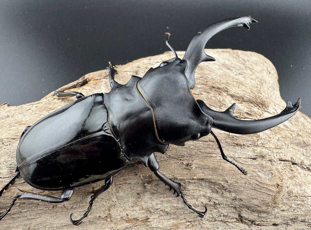 【WD】《インターメディアツヤクワガタ パラワン産 97mm ペア》