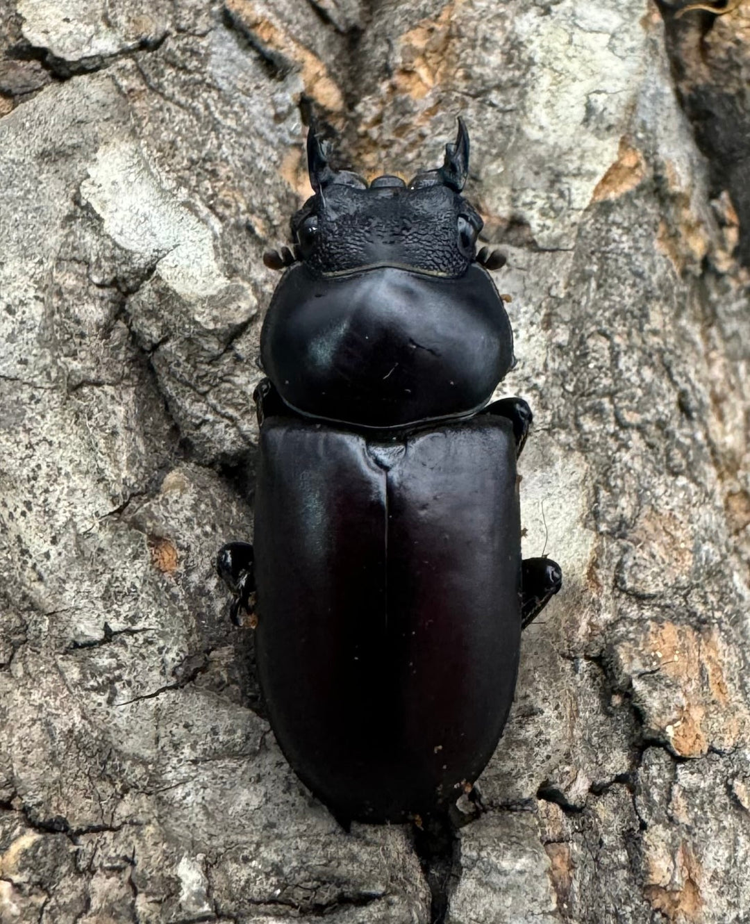 【WF2】《ドルクス ニンティエンシス（リンジー） 36.5mm ペア》