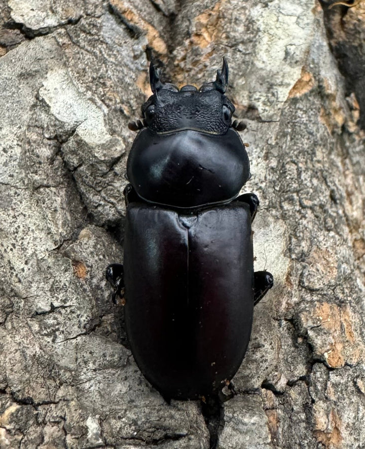 【WF2】《ドルクス ニンティエンシス（リンジー） 36.5mm ペア》