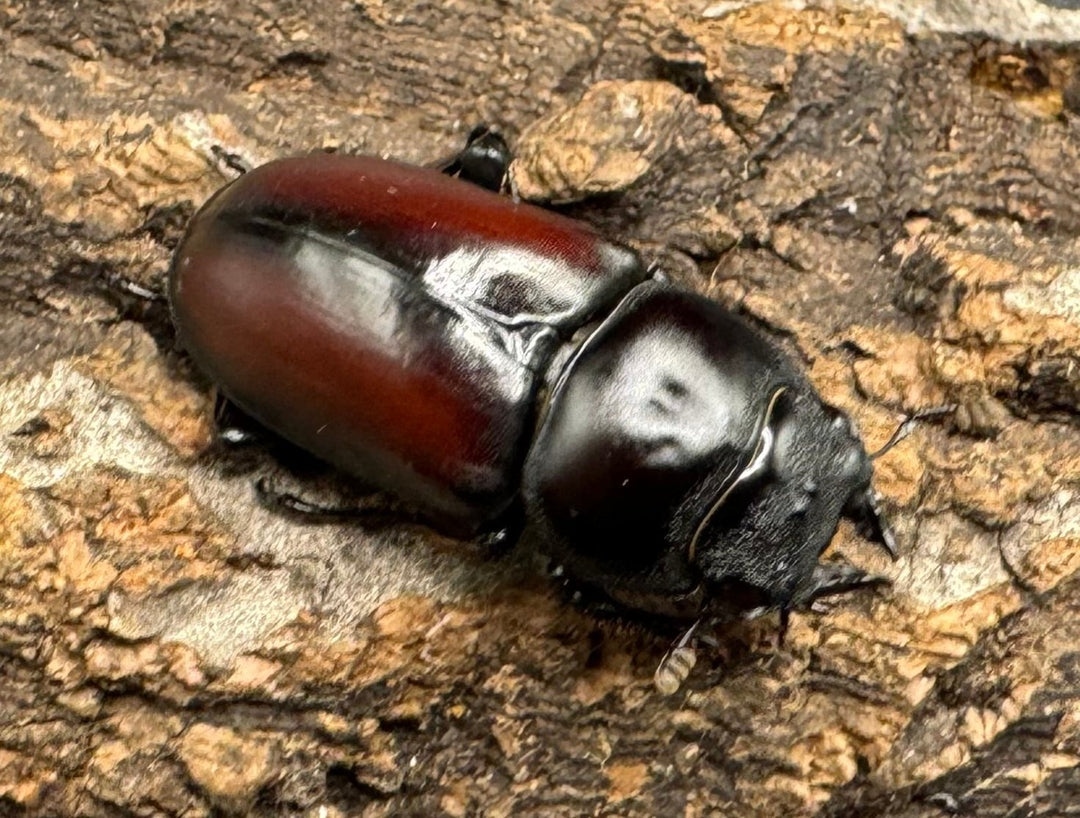 【WD】《チベット産 ドンキエルコクワ原名亜種 34mm ペア》