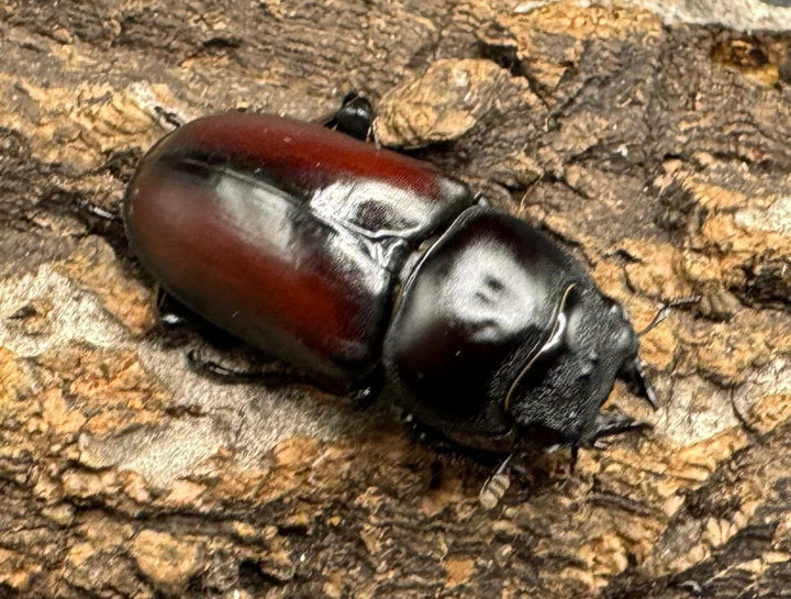 【WD】《チベット産 ドンキエルコクワ原名亜種 34mm ペア》