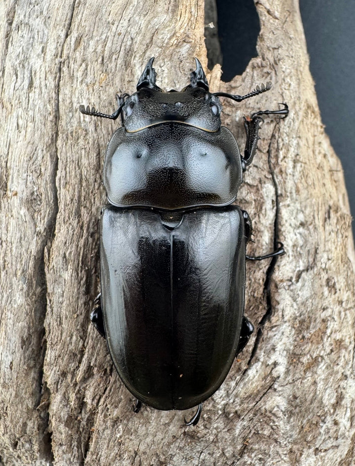 F0】《ローゼンベルグオウゴンオニクワガタ 66mm ペア》