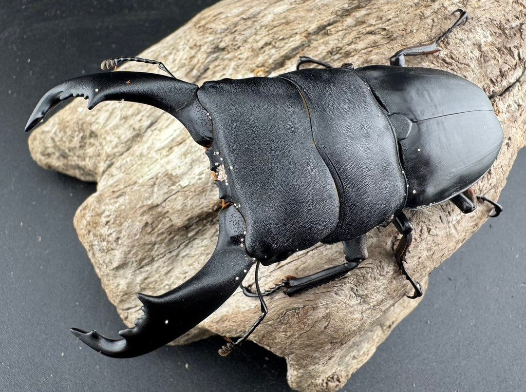 【WD】《西ペレンヒラタ（スラウェシオオヒラタ） 92.5mm ペア》