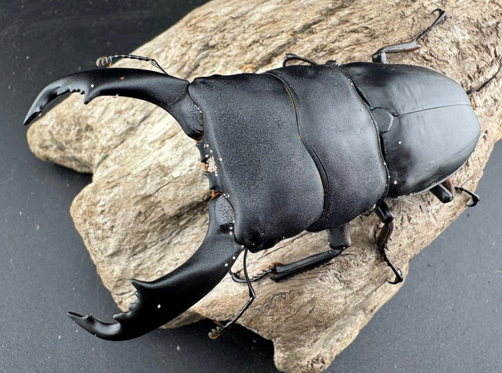 【WD】《西ペレンヒラタ（スラウェシオオヒラタ） 92.5mm ペア》