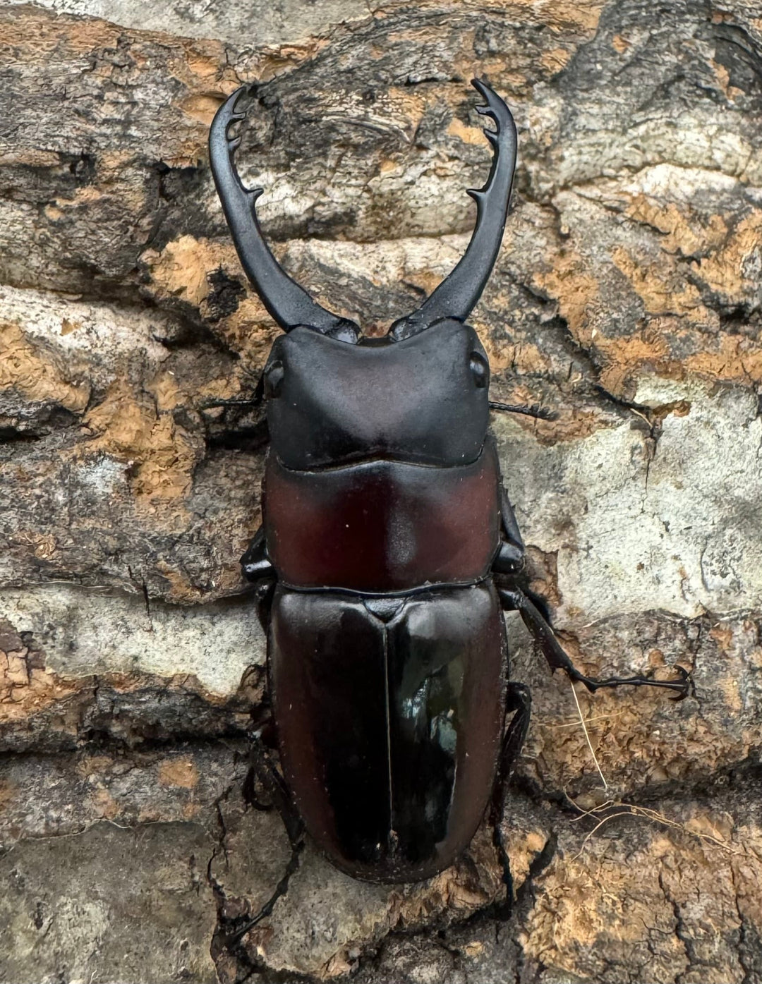 【WD】《ドルサリスノコギリ原名亜種 イロコスノルテ産 49mm ペア》