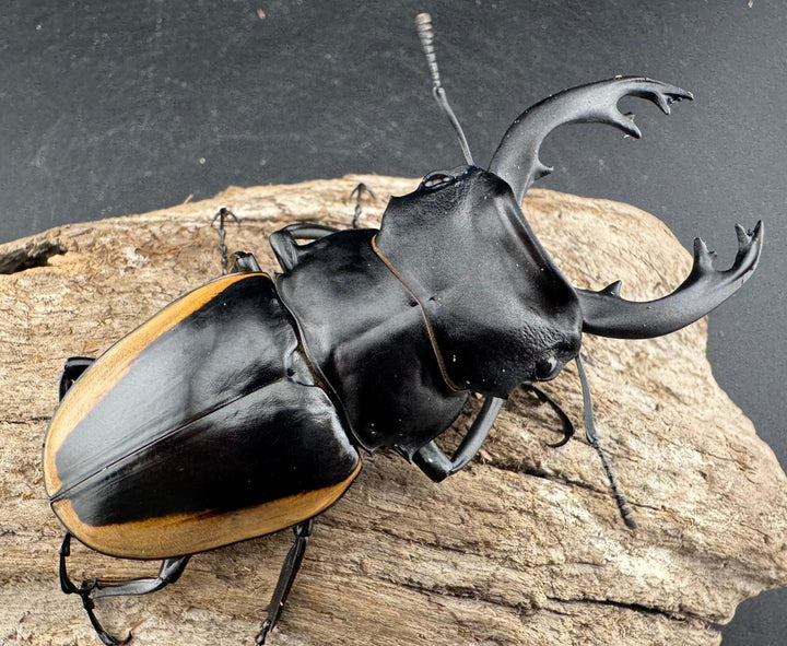 【WD】《クベラツヤ亜種sinensis バックカン産 87mm ペア》