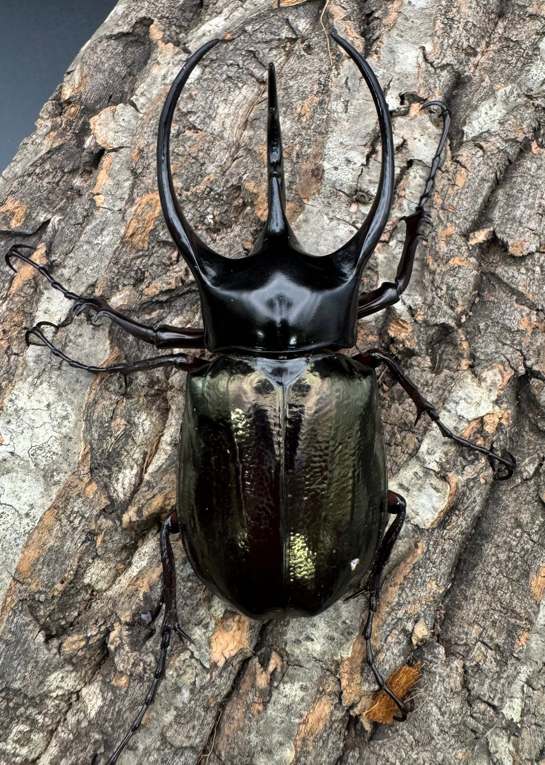 【WD】《ジャワコーカサスオオカブト 105.5mm ペア》