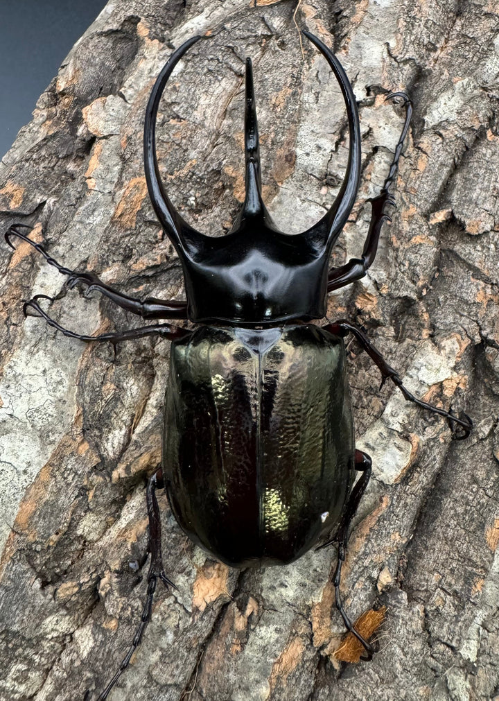 【WD】《ジャワコーカサスオオカブト 105.5mm ペア》