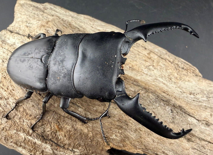 【WD】《パラワンオオヒラタ ガントン産 98mm ペア》