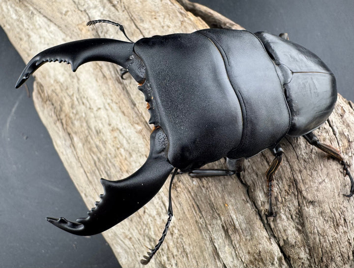 【WD】《スマトラオオヒラタ ベンクール産 93mm ペア》